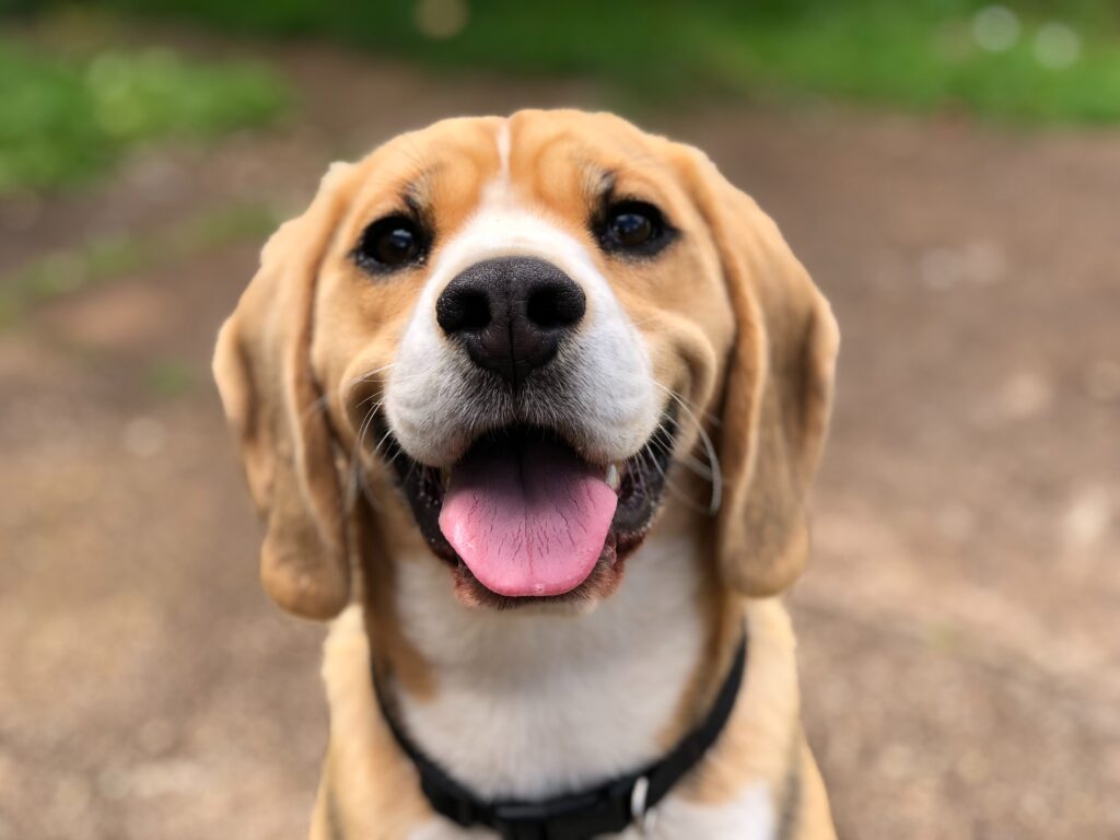 Bilden visar en hund som ser hälsosam och glad ut. Tillskott hund kan ge många fördelar som bland annat ger dig en frisk och hälsosam hund.