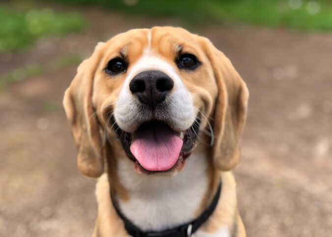 Bilden visar en hund som ser hälsosam och glad ut. Tillskott hund kan ge många fördelar som bland annat ger dig en frisk och hälsosam hund.