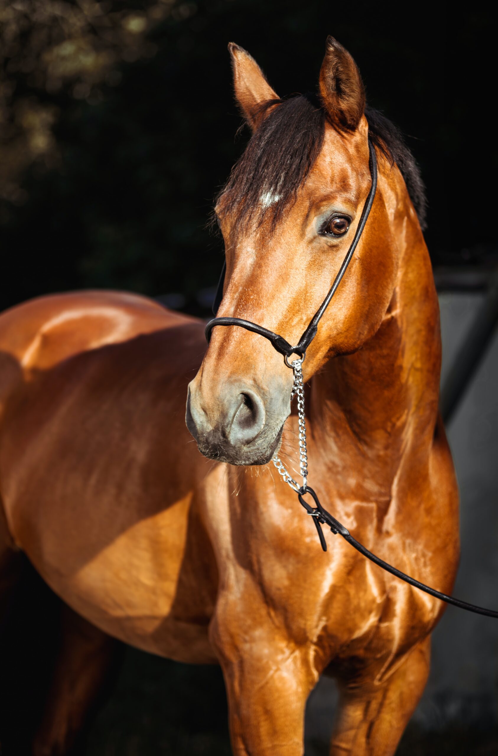 Bilden visar en välmående häst. Vitaminer häst finns i många olika varianter som tillskott och mineraler till din hästs foder.